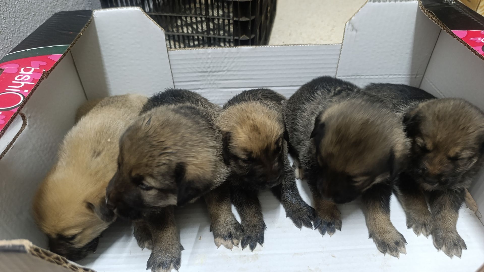 Cachorros abandonados en Aracena, Huelva