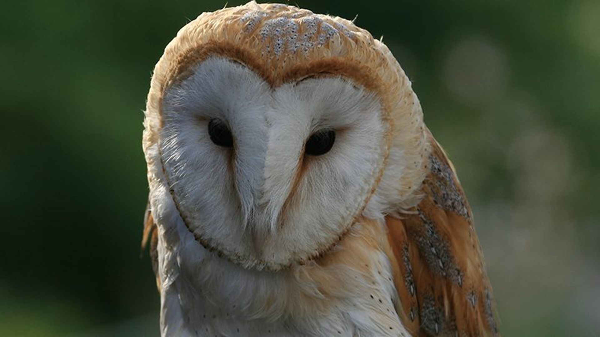 Imagen de archivo de una lechuza