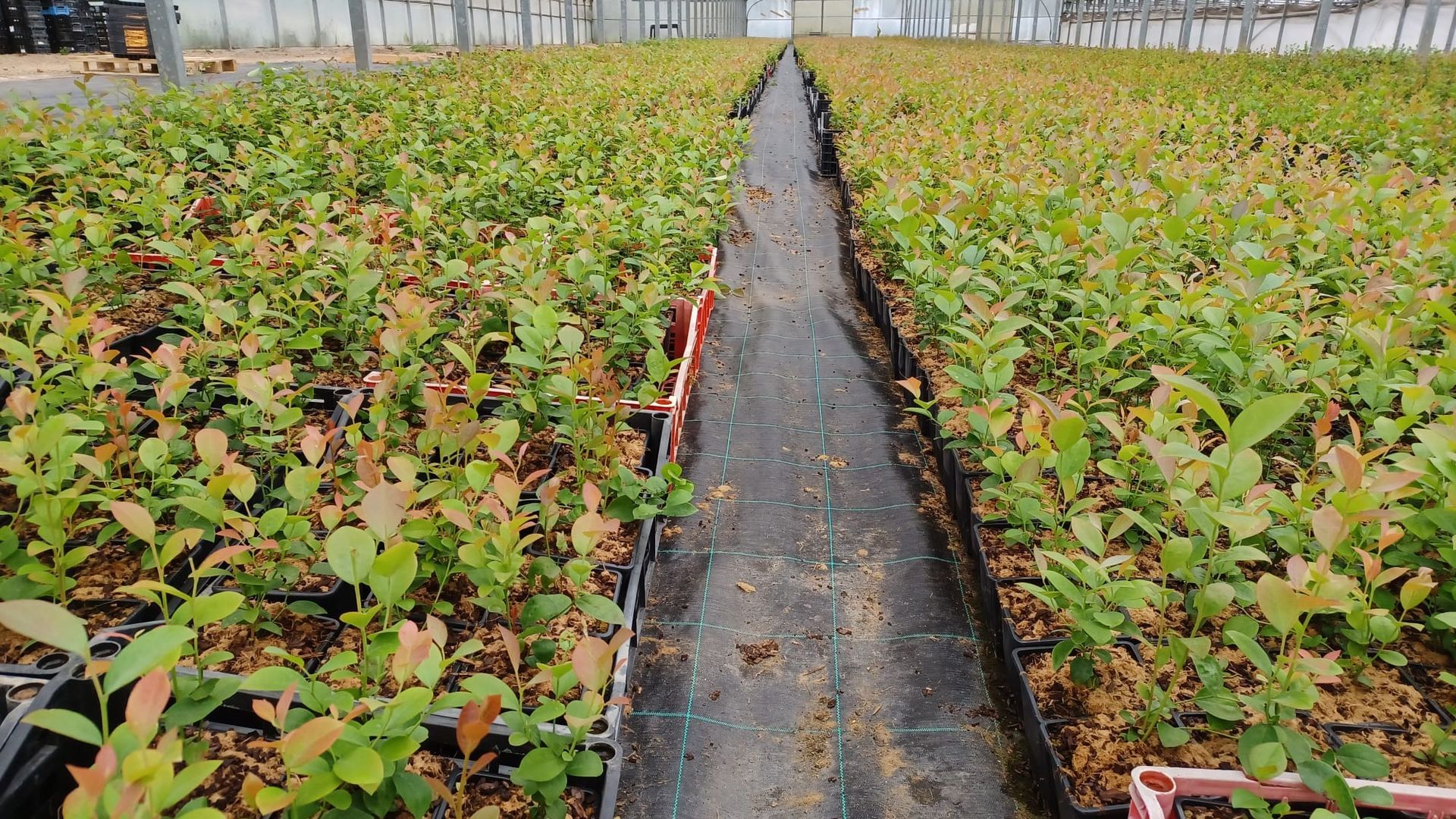 El vivero de Adrián García en Villaviciosa (Asturias)