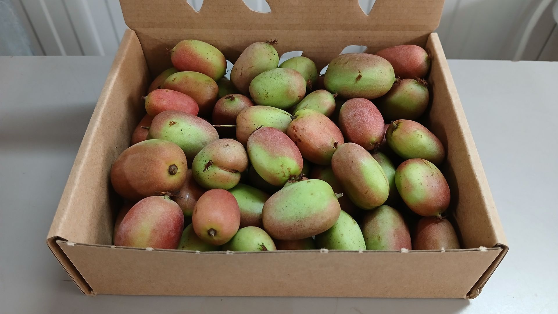 Se recolectan bastante verdes para que sigan madurando en casa