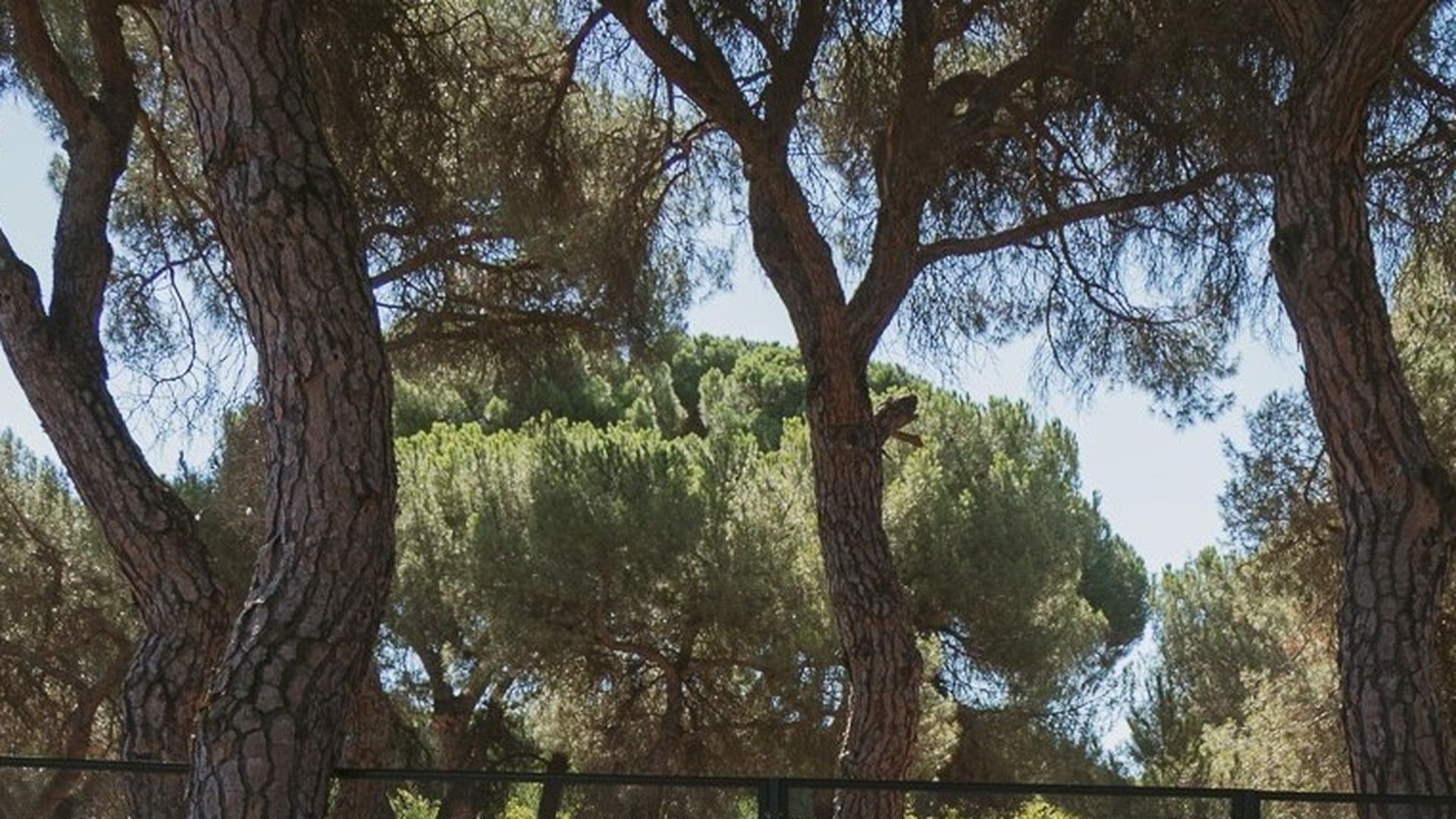 Muere un varón tras caerle encima un árbol en un pinar de Pedrajas de San Esteban, en Valladolid