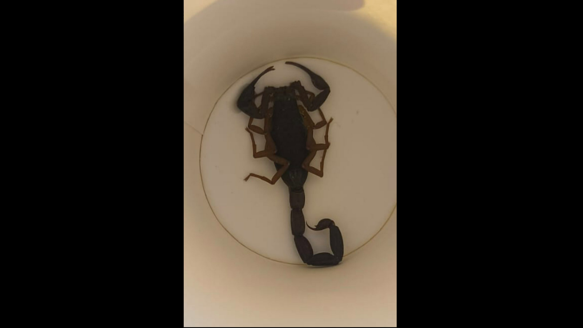 Una mujer hospitalizada tras la picadura de un escorpión en un hotel de Alcorcón, Madrid