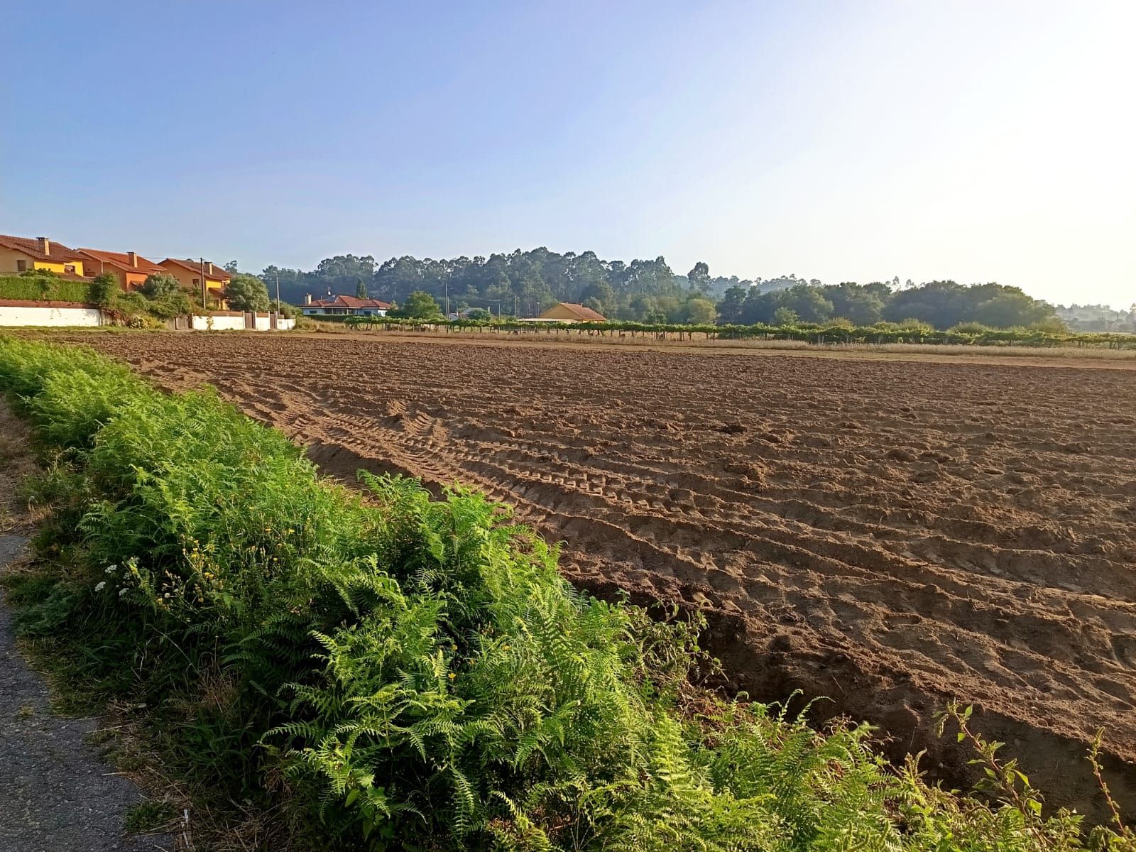 Depositos de abono localizados en Tomiño, posible origen de la plaga de moscas del mes de agosto