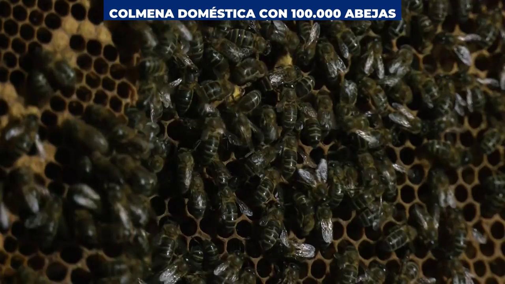Encuentran escondido un megapanal con más de 100.000 abejas en una vivienda de Granada