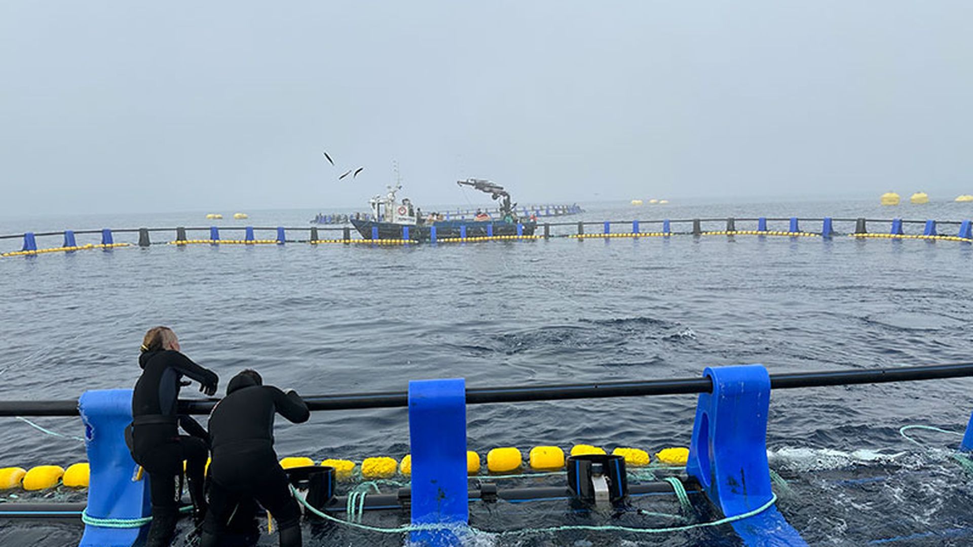 Estos ejemplares, con un peso medio 80 kilos, fueron capturados el pasado julio