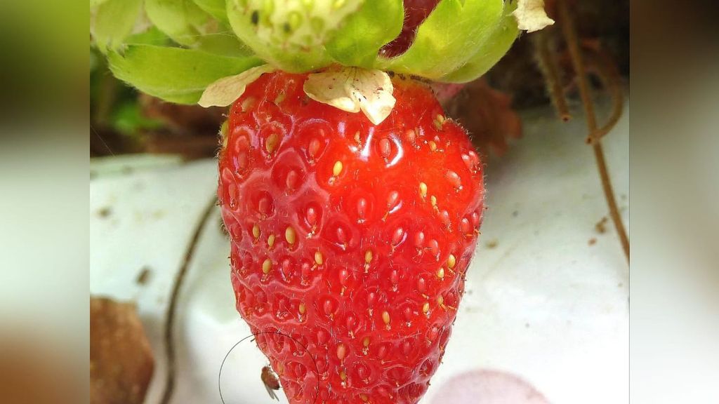 Plaga en fresas de Cataluña