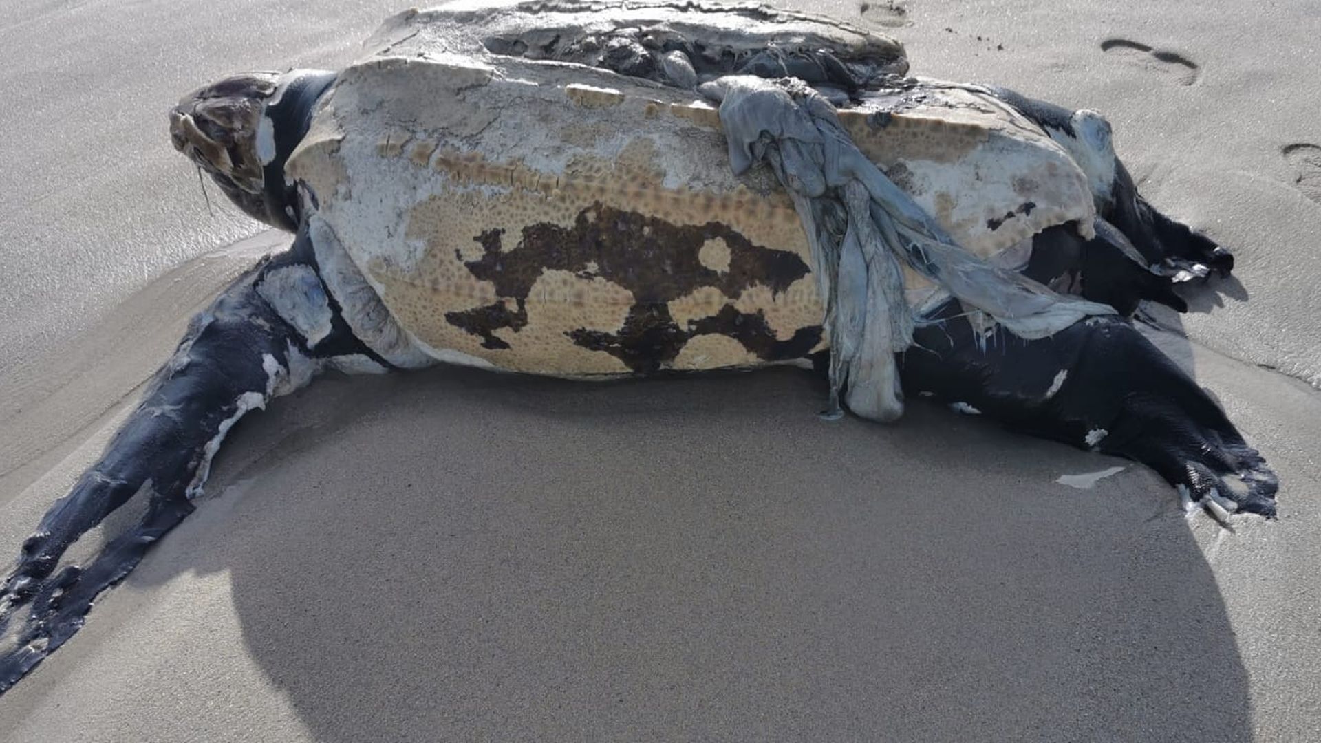 Tortuga laúd que apareció varada en la playa de Santa Comba de Ferrol el pasado fin de semana