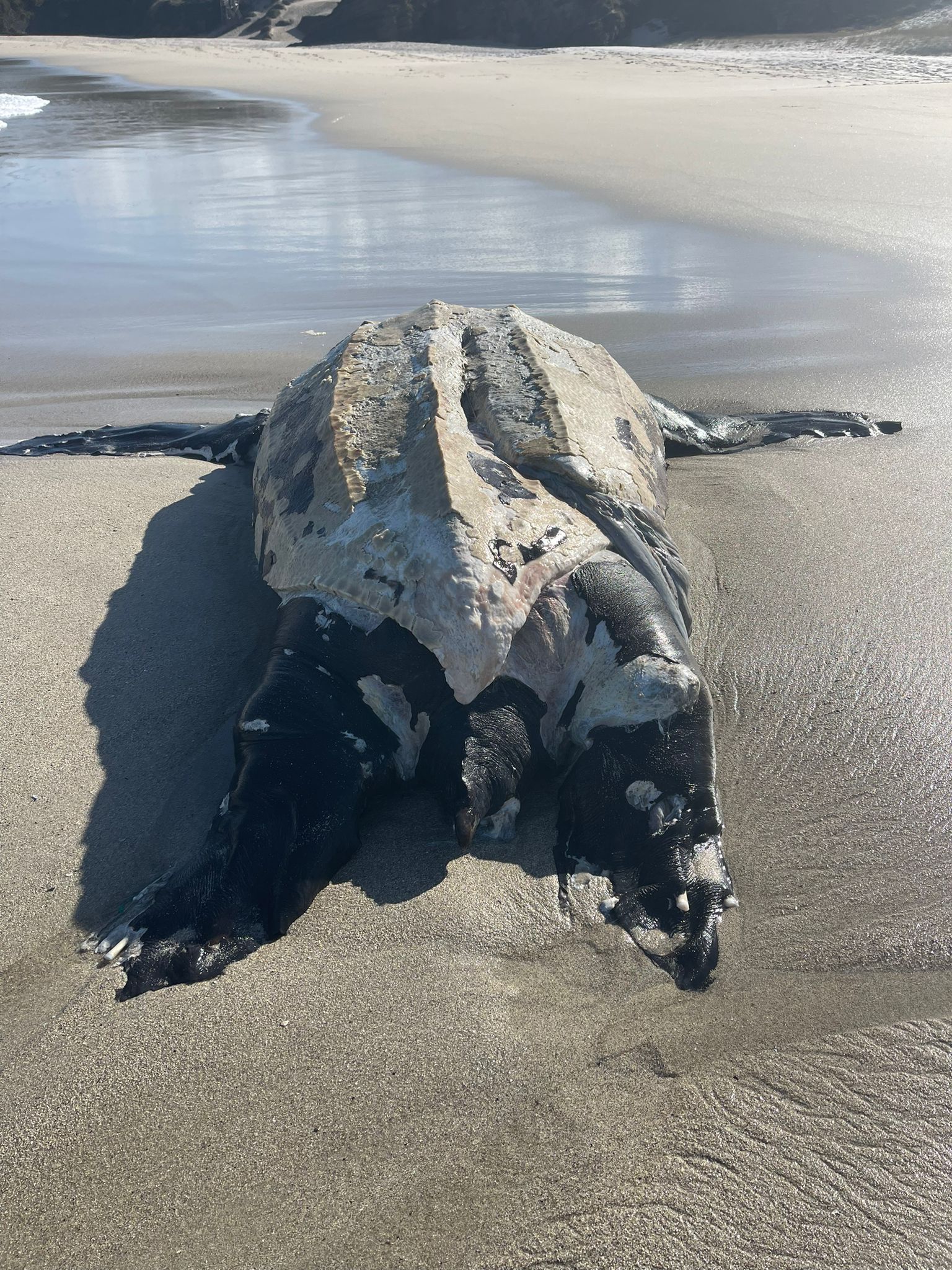 Tortuga laúd varada en la playa de Covas en Ferrol