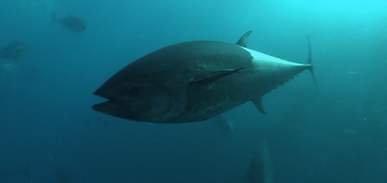 Un ejemplar de atún rojo