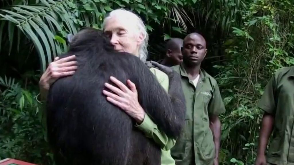 Muere la etóloga y primatóloga Jane Goodall a los 91 años de edad