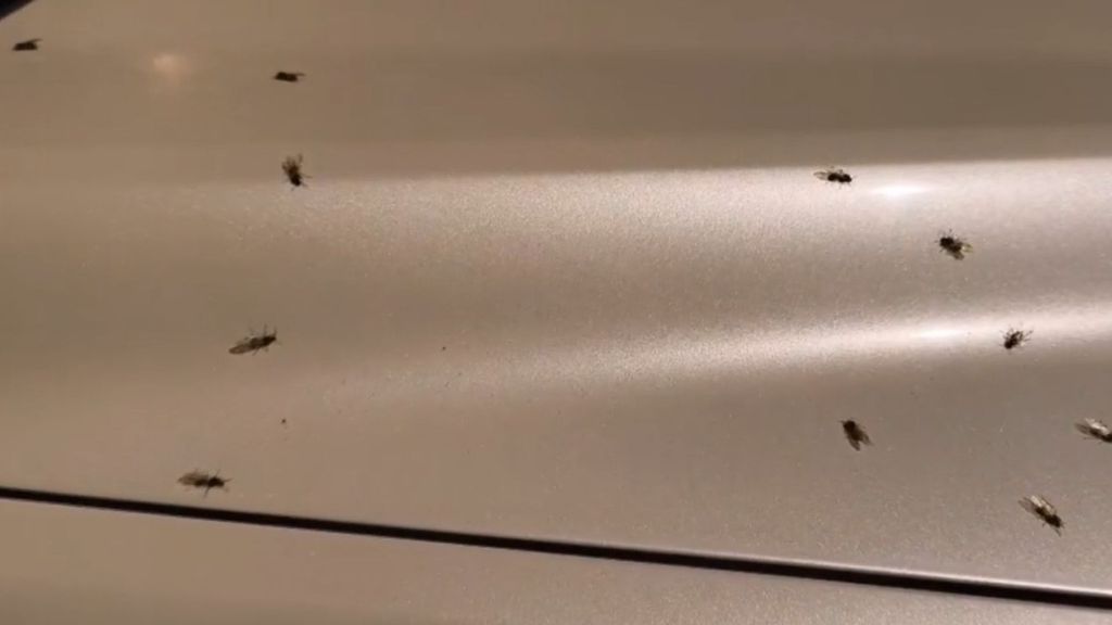 Valencia se llena de hormigas voladoras tras las lluvias