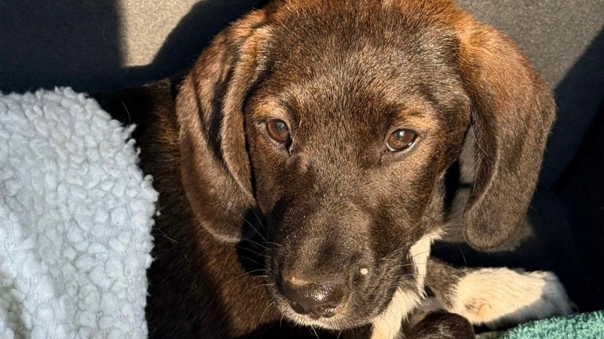 Bombón, la perrita de tres meses que necesita operarse de sus dos patas delanteras