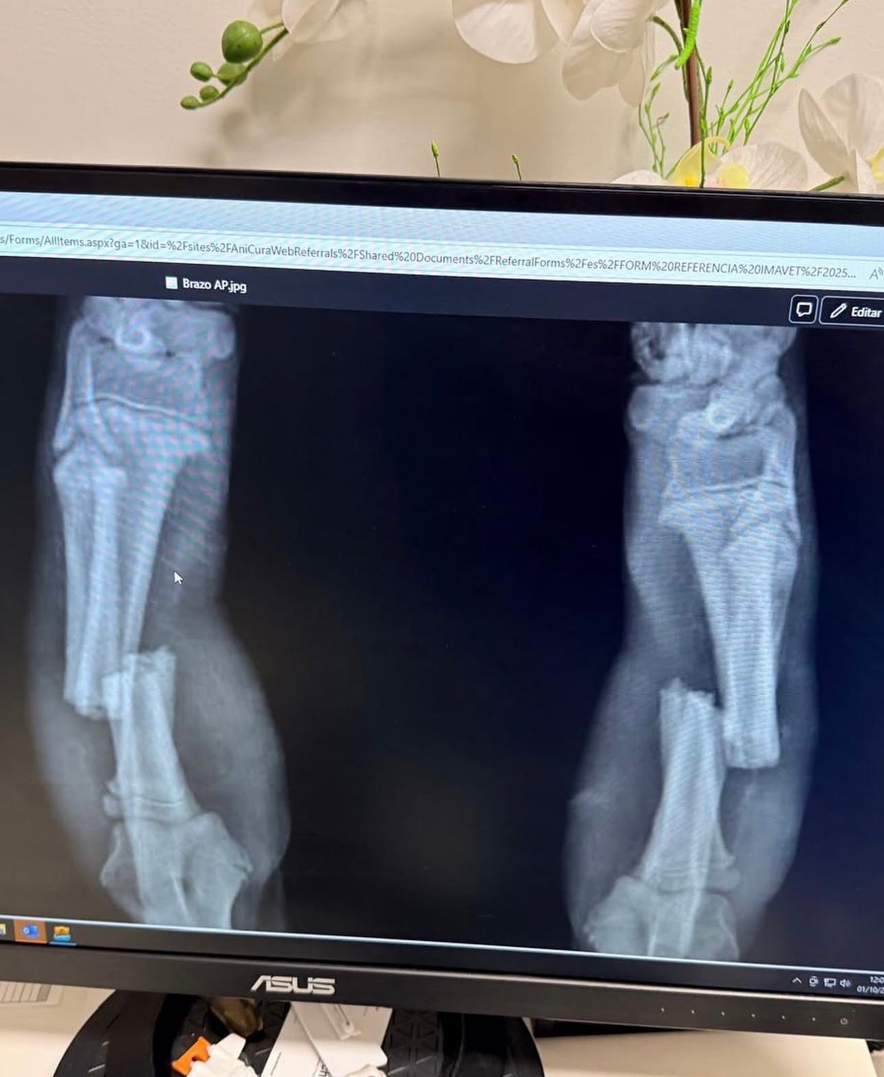 Radiografía de las patas de Bombón