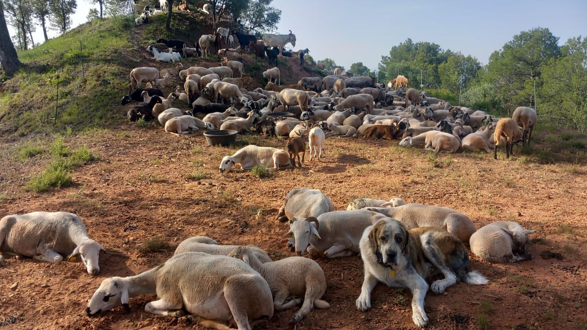 El rebaño de Daniel, el último pastor de un parque natural de Cataluña