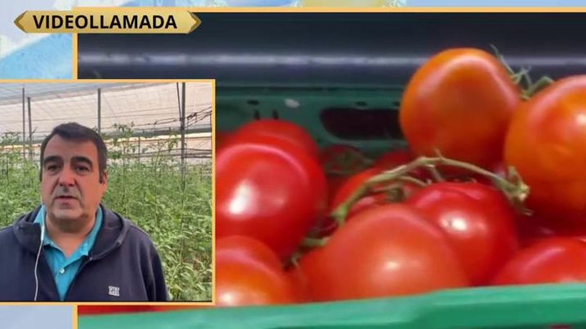 El tomate nacional, en peligro de extinción: "Ya se está produciendo menos"