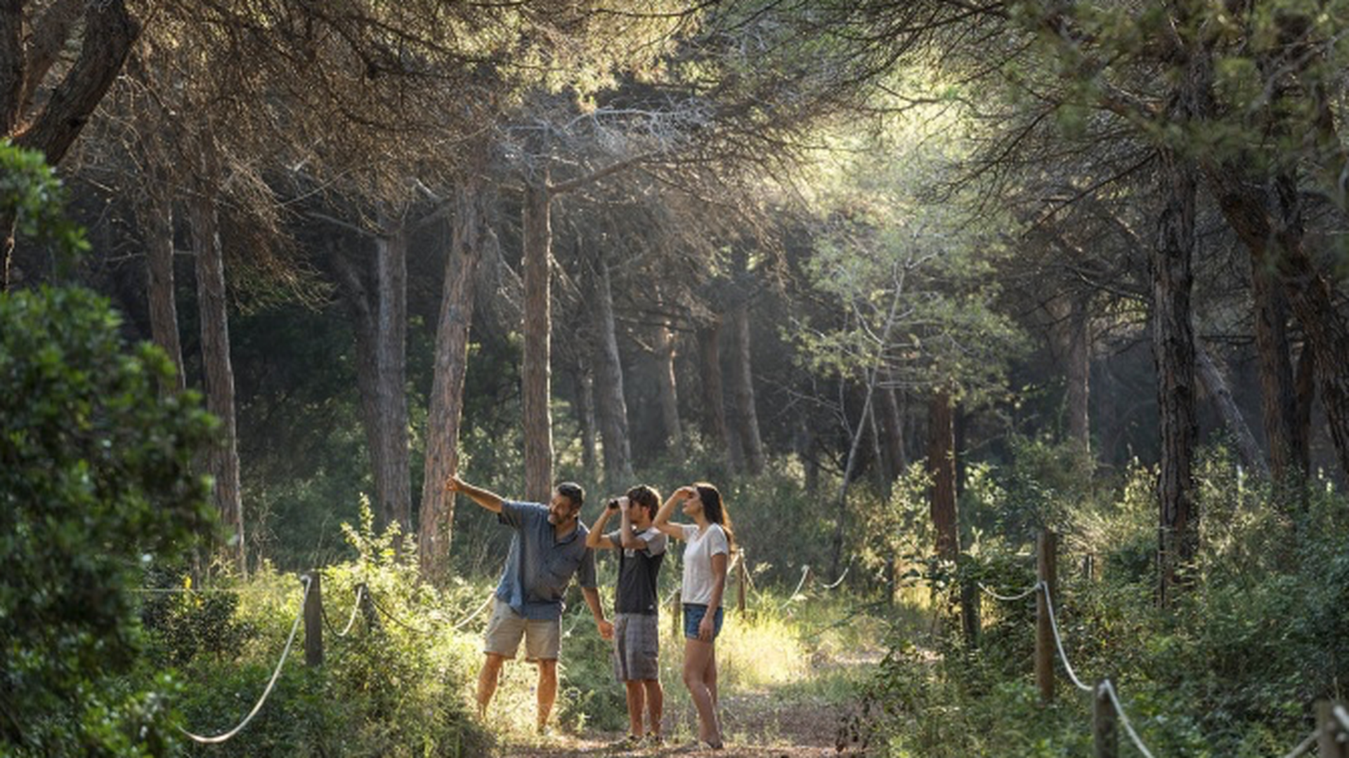 La pineda de Can Camins, el bosque catalán que abre 10 veces al año