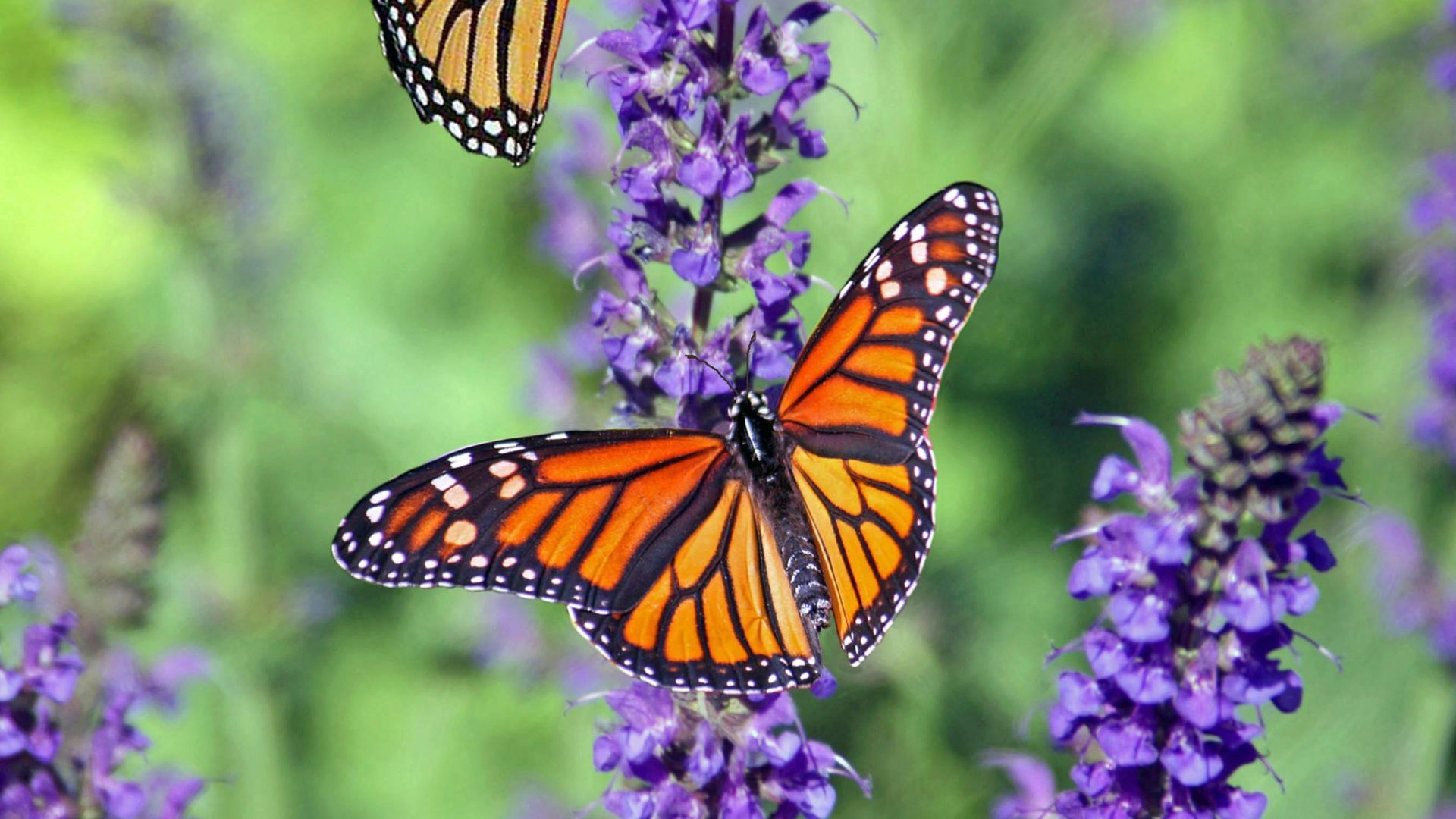 Las mariposas monarca están en peligro de extinción desde 2022.