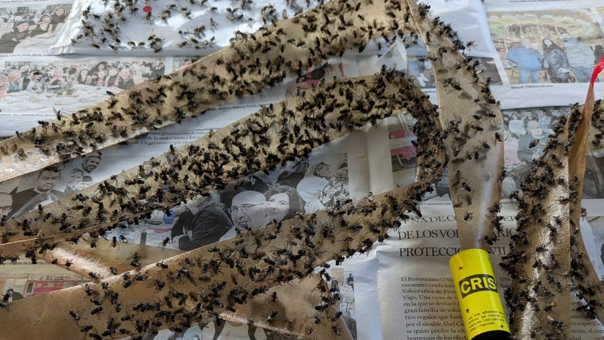 Plaga de moscas en Tomiño que tiene desesperados a los vecinos