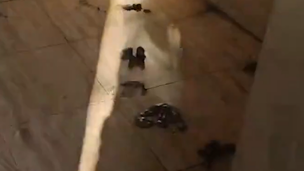 Denuncian a una mujer por tener a siete perros encerrados en un baño con heces y sin luz en Tortosa, Tarragona