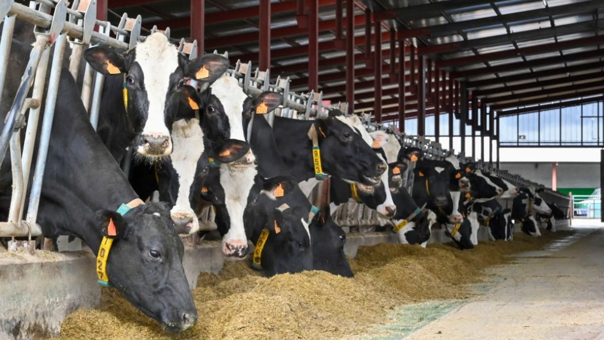 Los técnicos buscan el origen del brote de dermatosis nodular en Girona: inspeccionan 800 granjas