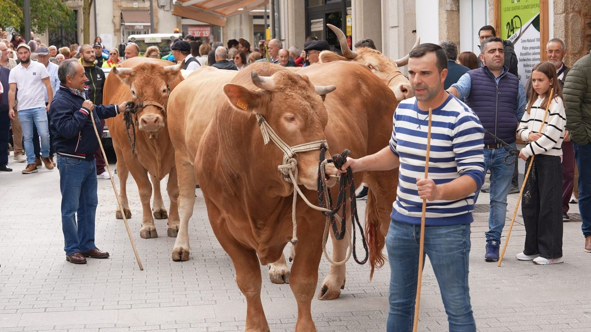 Desfile tradicional de ganado celebrado este domingo en Lugo durante las fiestas de San Froilán