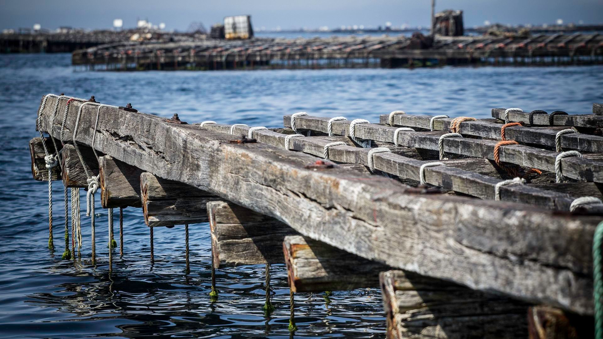 Cada batea tiene una superficie útil de unos 500 metros cuadrados