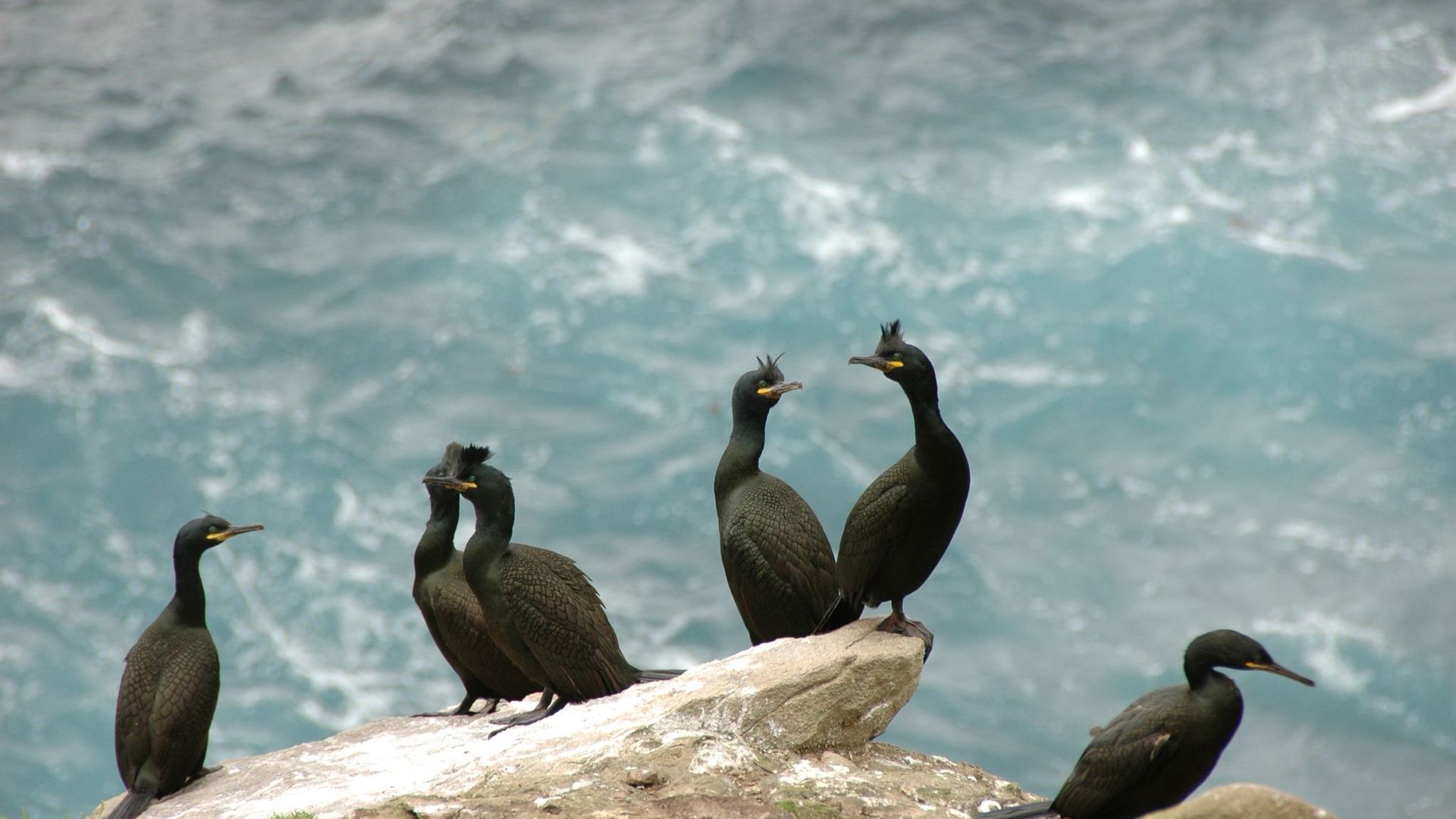 Cormoranes moñudos en unos acantilados de la isla de Ons