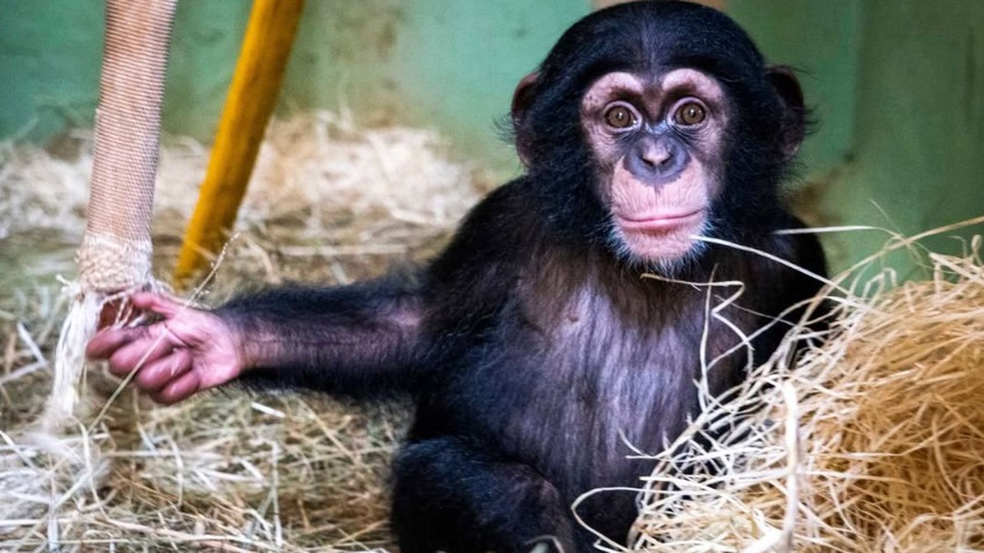El emotivo encuentro de Ekon con su papá en el Bioparc Valencia