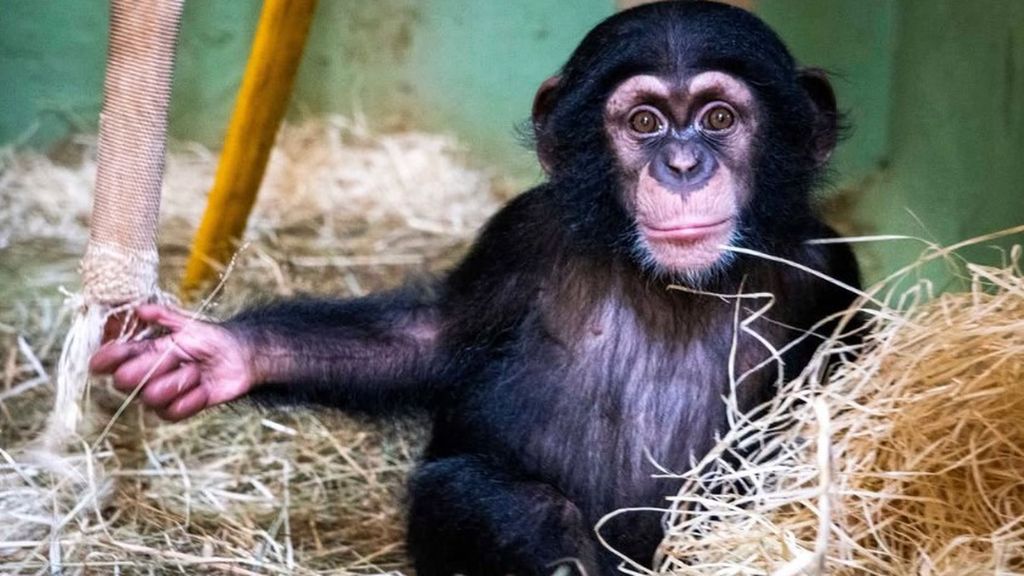 El emotivo encuentro de Ekon con su papá en el Bioparc Valencia