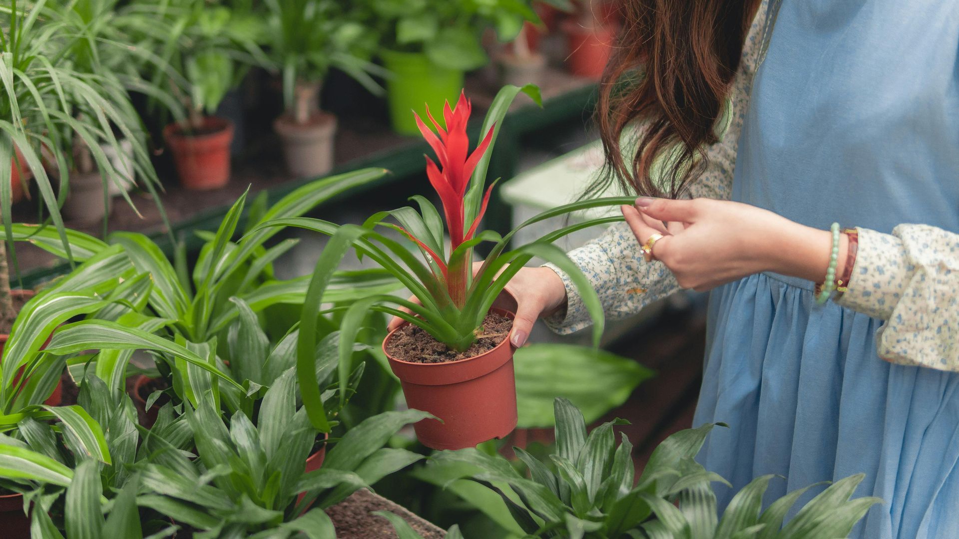 Guzmania