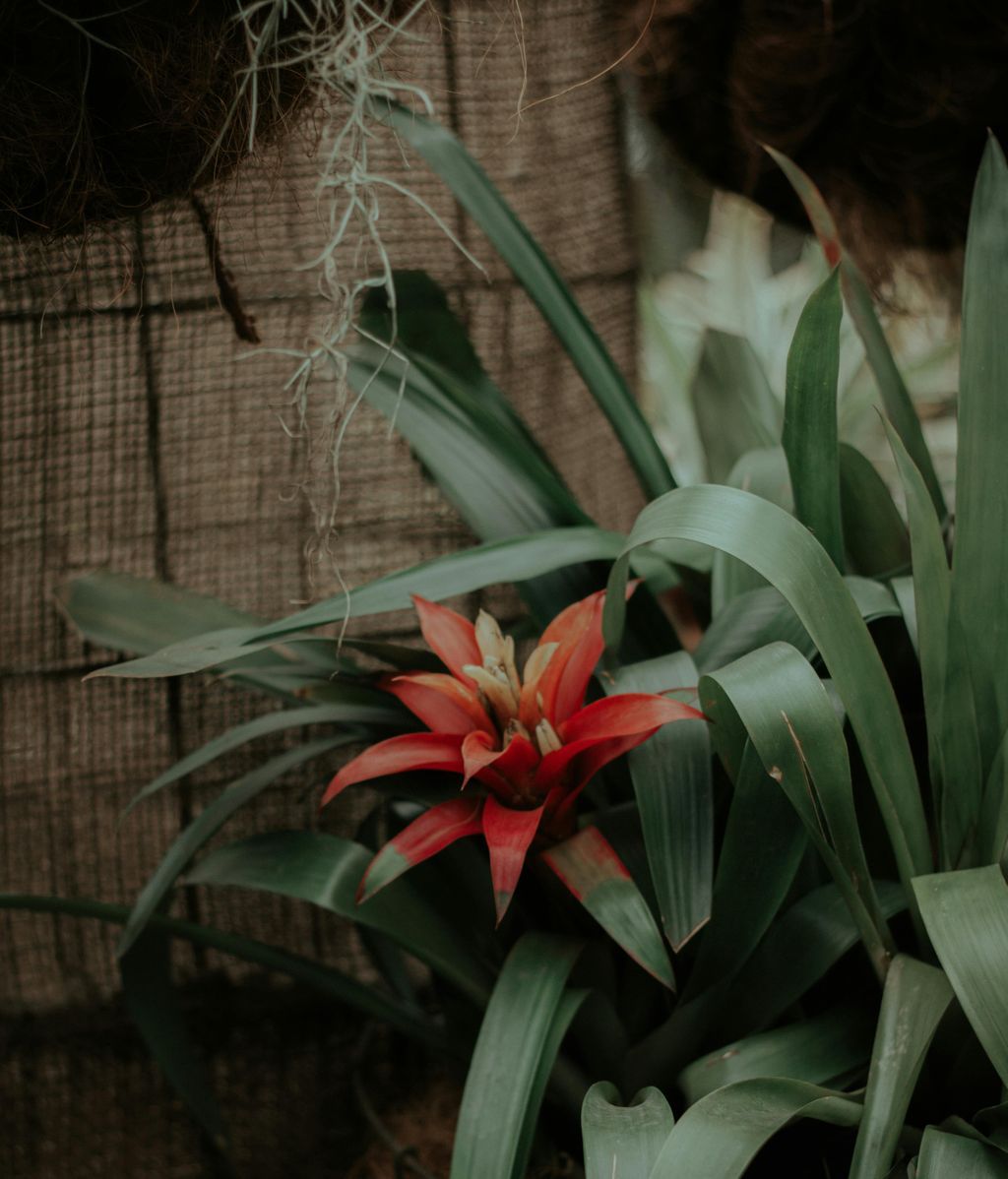 Guzmania