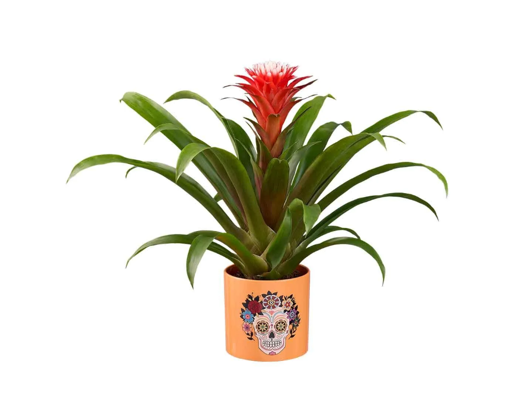 Guzmania