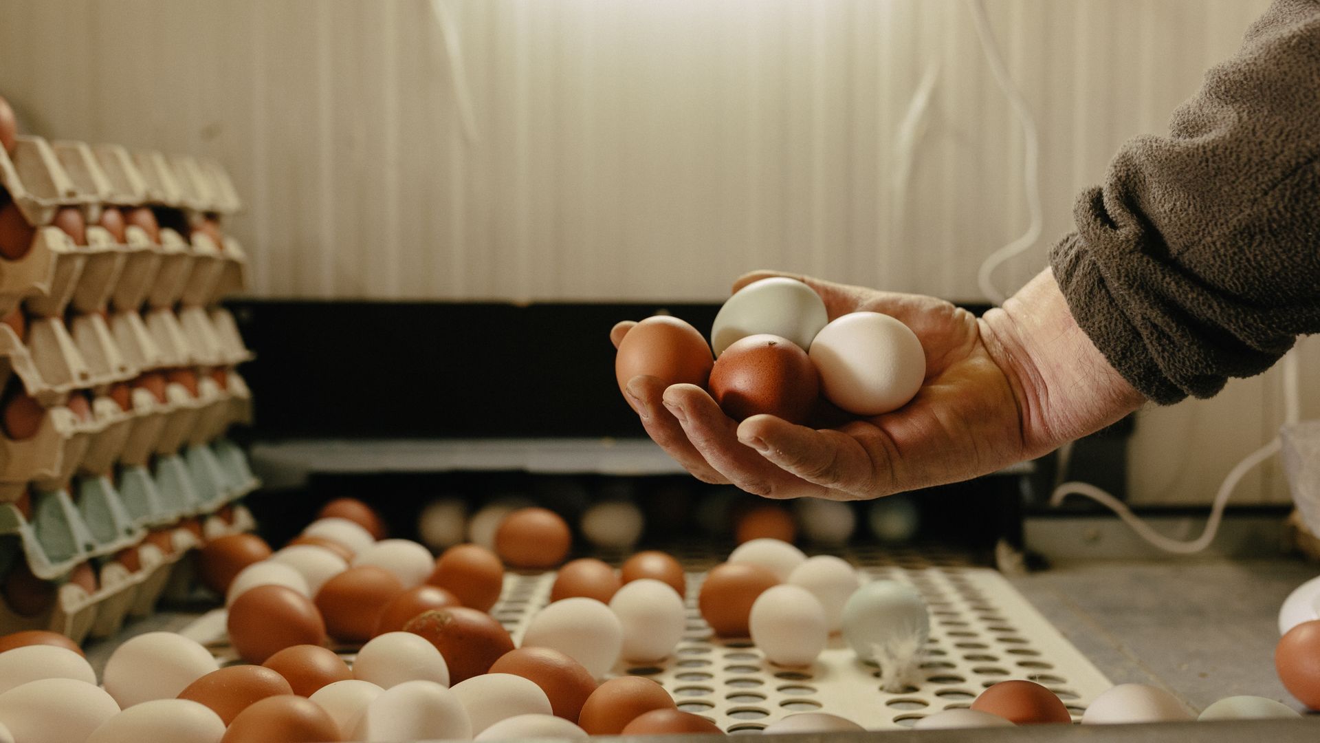 huevos cobardes y gallinas