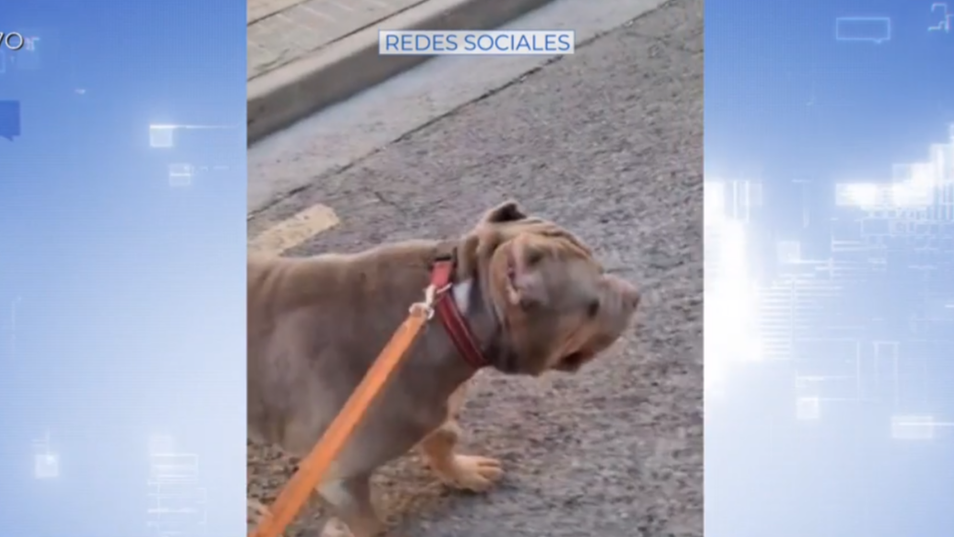 Imágenes sorprendentes de una mujer que utiliza a su perro para atacar a un okupa: "Cógelo y muérdelo"