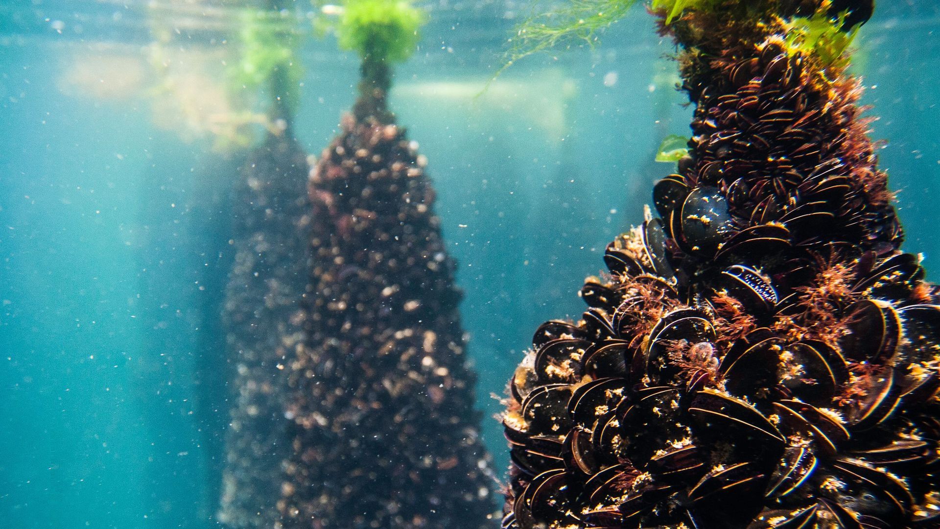 Oscar Otero, bateiro, explica cómo es el proceso por el que pasa el mejillón desde que se cultiva en la batea hasta que se recoge