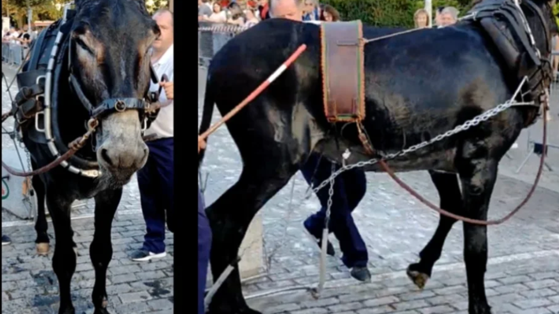 "Un burro de 400 kilos arrastrando una piedra de 700, sufrirá un estrés enorme en sus músculos y sistema cardiovascular".