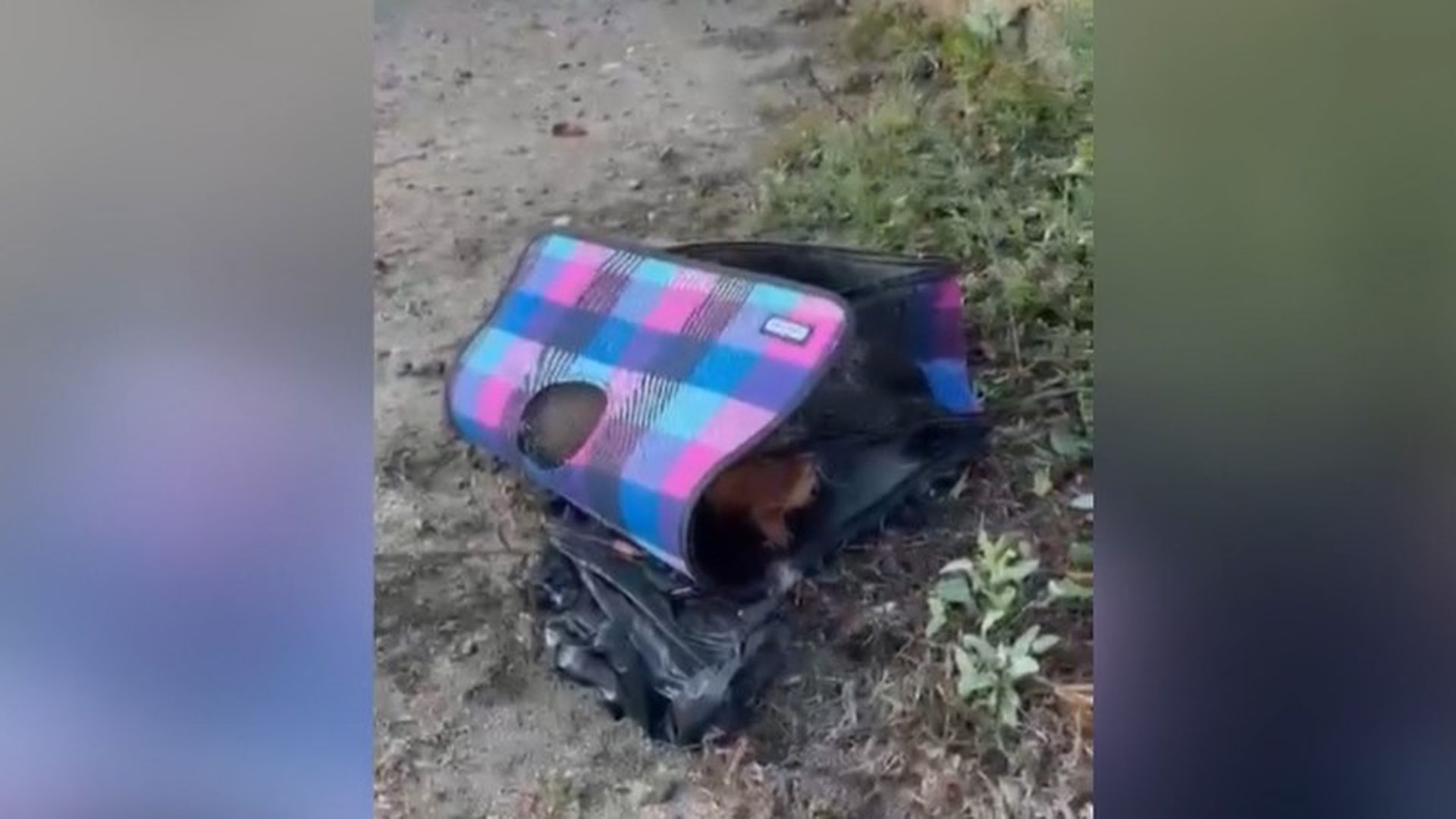 Denuncian el abandono de dos gatos muertos en la puerta de un refugio en Nigrán