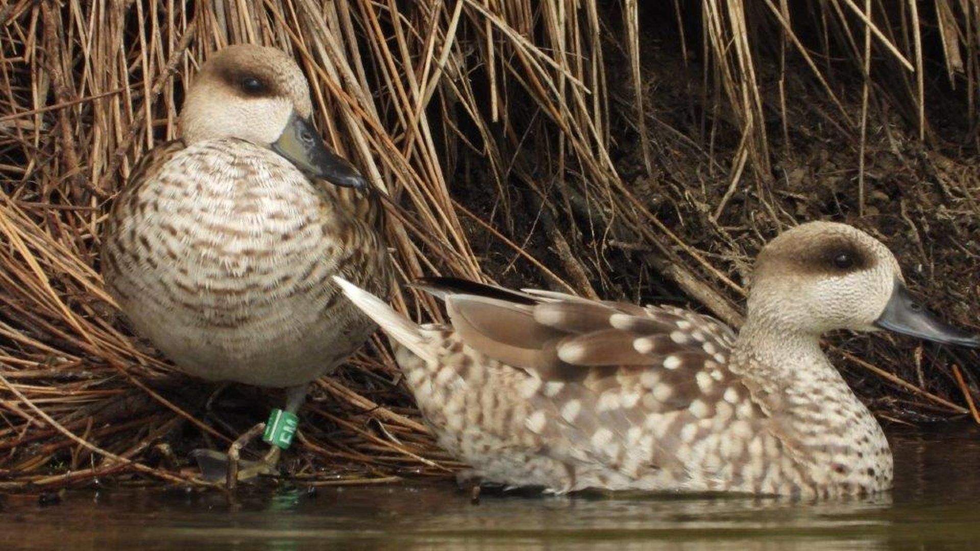 Ejemplares de cerceta pardilla