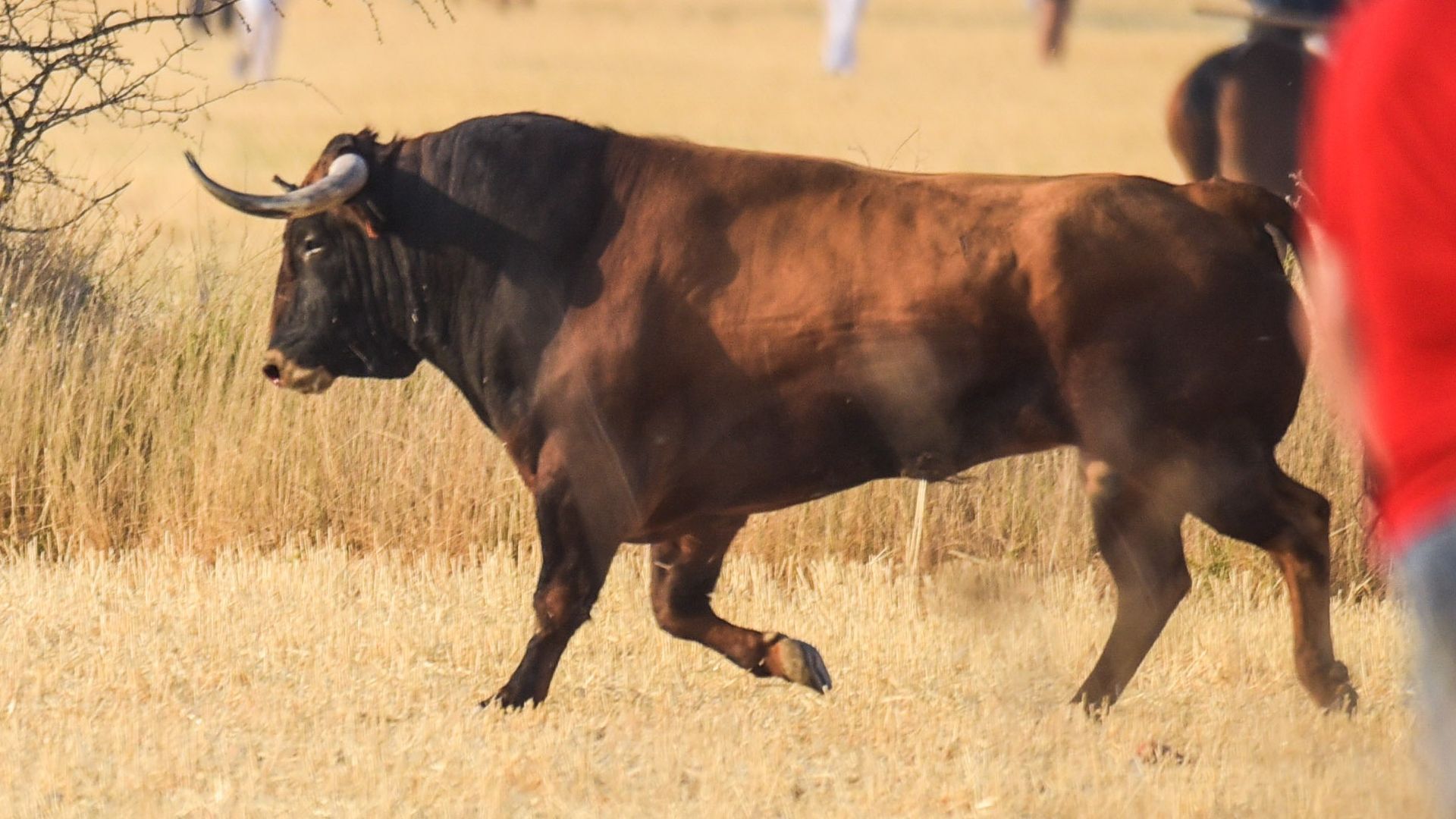 Muere un hombre de 37 años corneado en una suelta de toros en Mondéjar, en Guadalajara