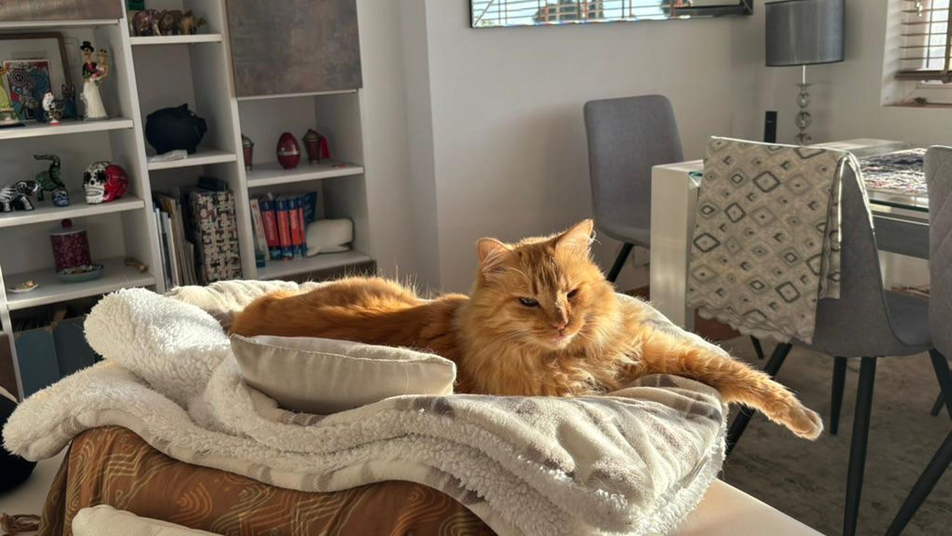 Lodi, la mascota de Lorenzo y Marina