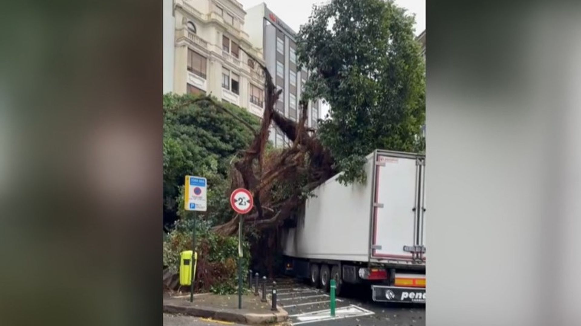 Un enorme ficus cae sobre un camión en Valencia: previsiblemente por las fuertes lluvias