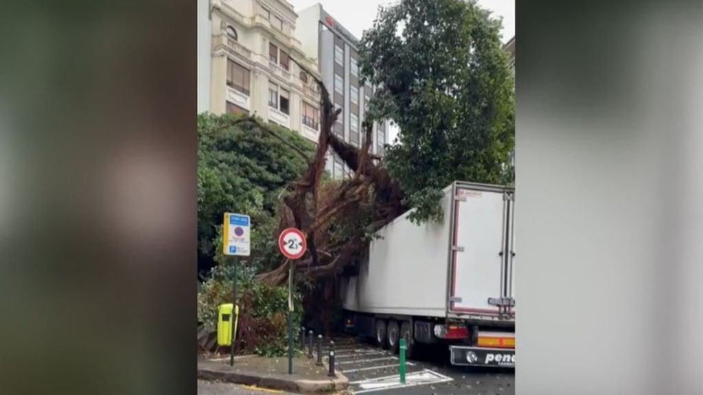 Un enorme ficus cae sobre un camión en Valencia: previsiblemente por las fuertes lluvias