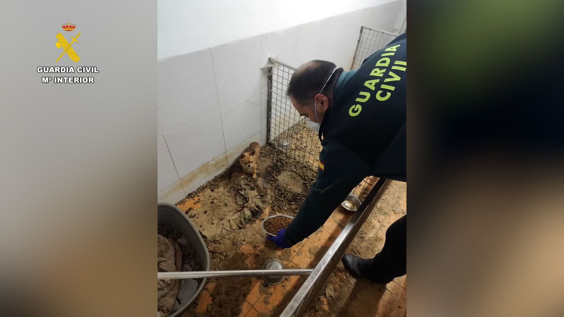 Chihuahua en un criadero clandestino en A Coruña
