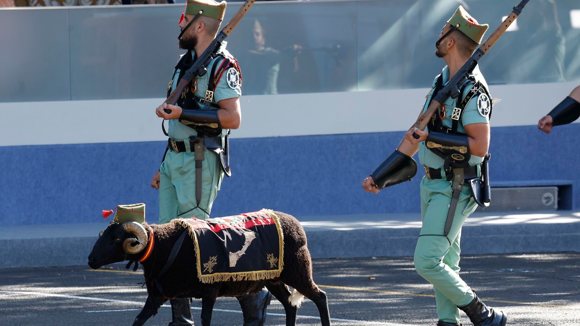 'Baraka', el borrego que ha desfilado junto a Legión en el Desfile de las Fuerzas Armadas 2025