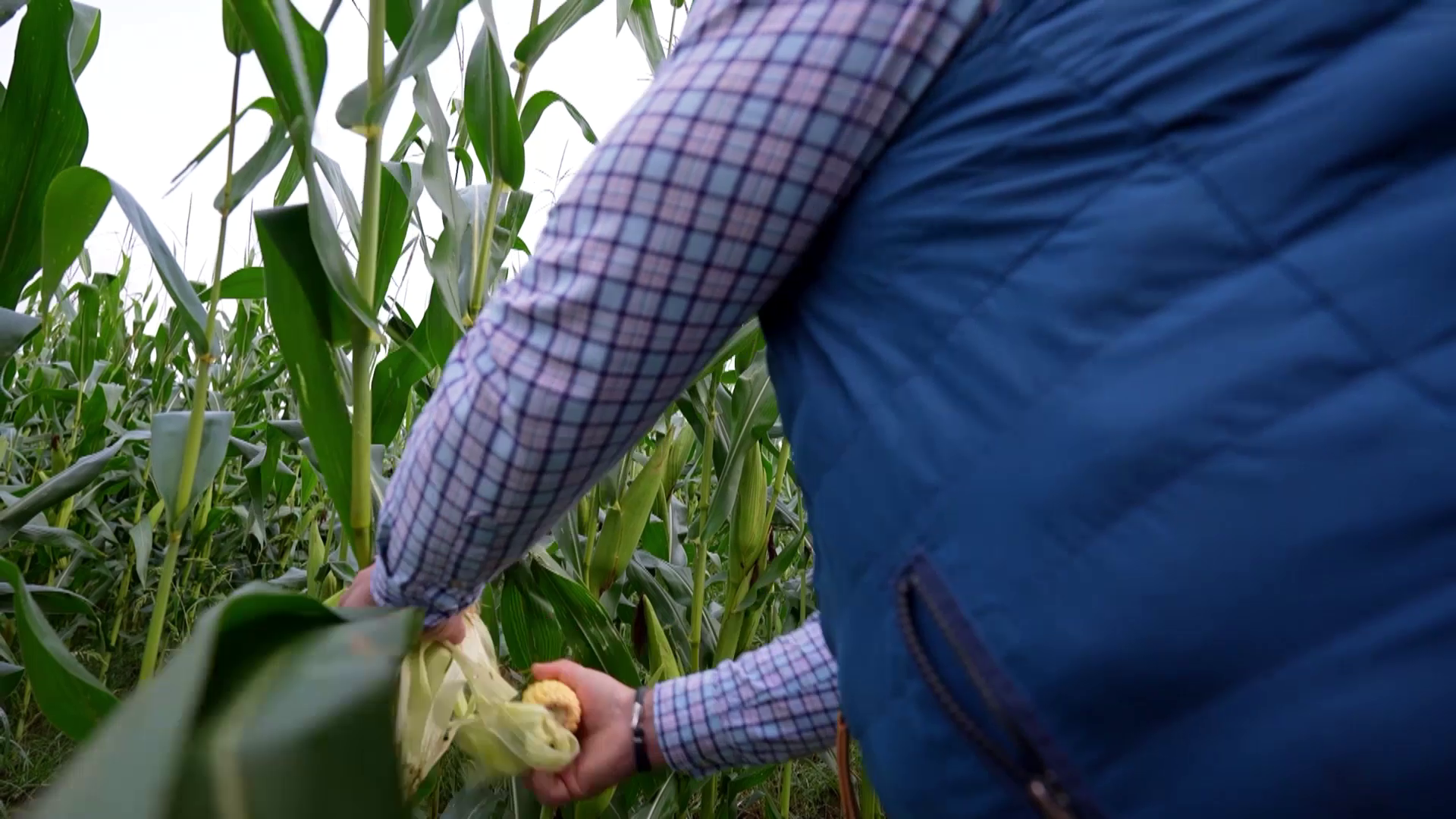 ¿Cómo llevar una dieta sana y equilibrada?