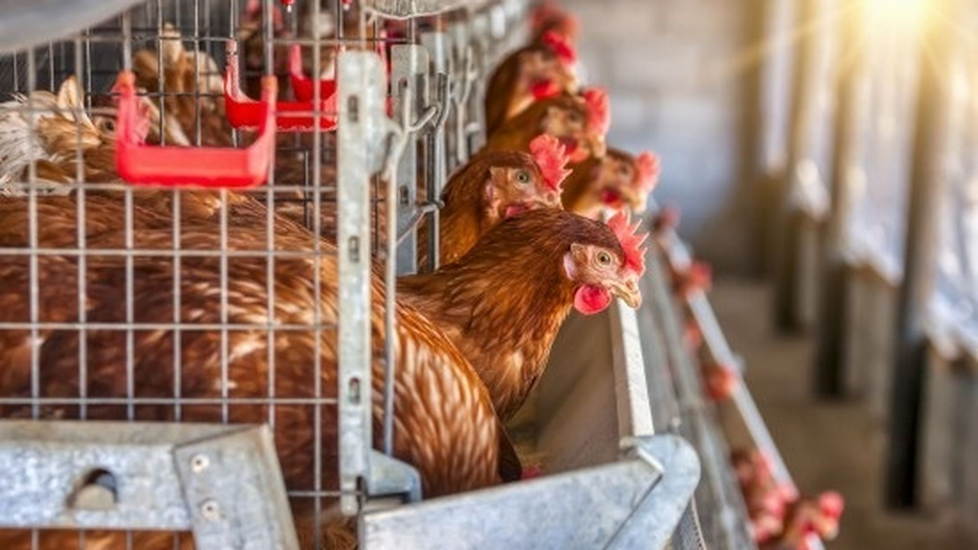 EuropaPress 6968868 colegio veterinarios valladolid recuerda muy excepcional virus gripe aviar