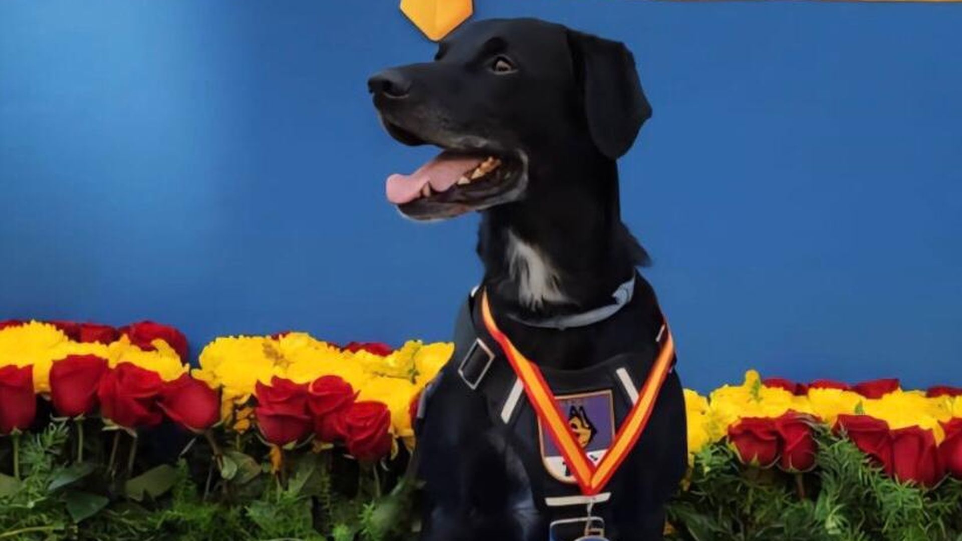 A los 6 meses este mestizo de Labrador y Setter ya contaba con el adiestramiento necesario para la detección de sustancias estupefacientes