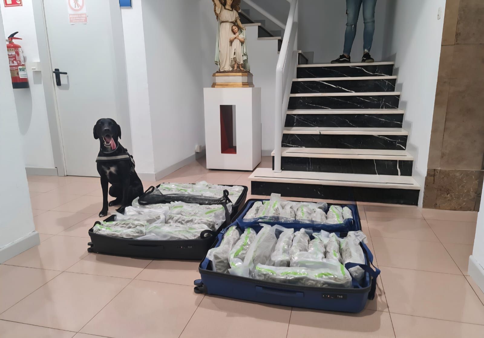 En sus ocho años de vida, Ivo ha sido relevante para la resolución de numerosas investigaciones policiales