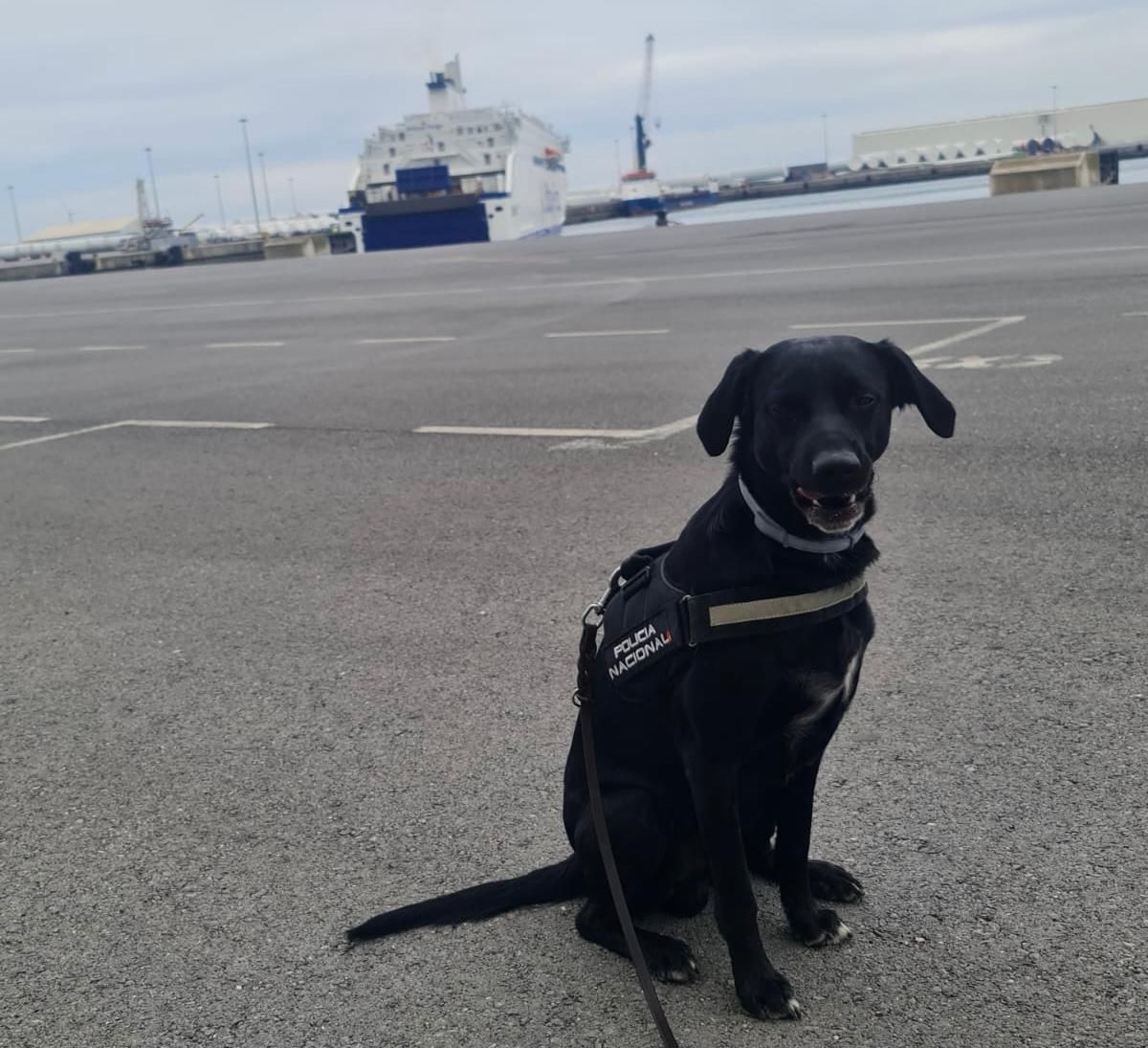 Ivo está especializado en la detección de drogas, billetes de cruso legal y armas