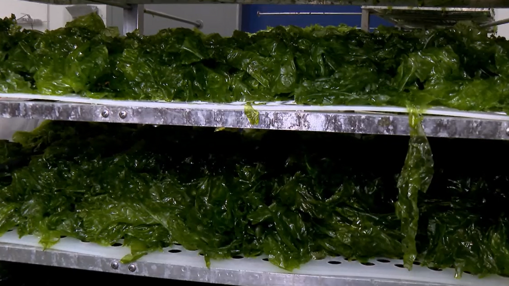 Las lechugas del mar, un producto gourmet muy cotizado: el proceso que se realiza para conseguir el oro verde gallego